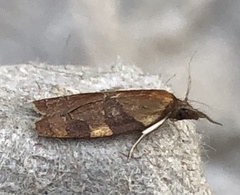 Cenopis diluticostana