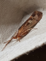 Limnephilus marmoratus