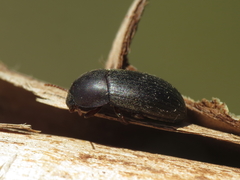Crypticus gibbulus