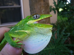 Anolis equestris