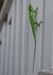 Anolis equestris
