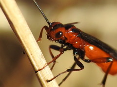 Braconidae