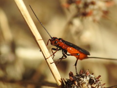 Braconidae