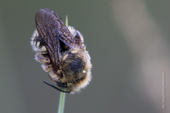 Anthidium punctatum