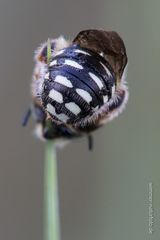 Anthidium punctatum
