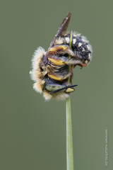 Anthidium punctatum