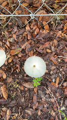 Leucocoprinus fragilissimus image