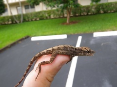 Anolis sagrei