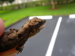 Anolis sagrei