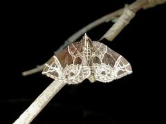 Gandaritis atricolorata