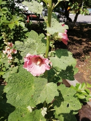 Alcea rosea