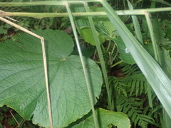 Piper umbellatum