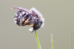 Anthidium punctatum