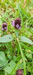 Prunella vulgaris