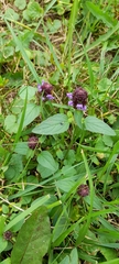 Prunella vulgaris
