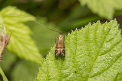 Nemophora ochsenheimerella