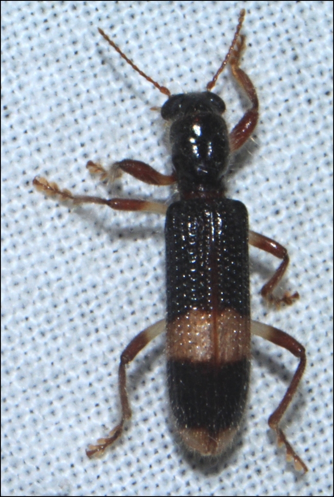 Notopilo congruus