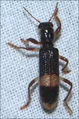 Opilo congruus