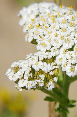 Achillea millefolium