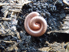 Trigoniulus corallinus