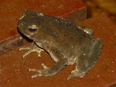 Phrynoidis juxtasper