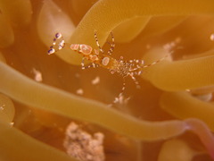 Periclimenes yucatanicus