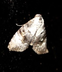 Acatapaustus leucospila