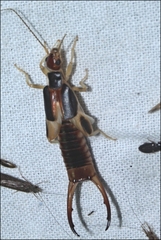 Labidura truncata