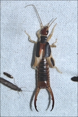 Labidura truncata