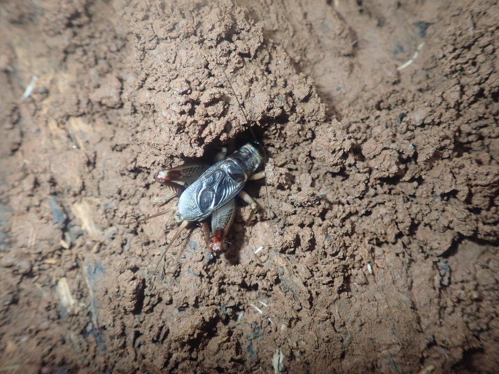 Narrow-headed Crickets