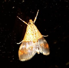 Tetracona amathealis