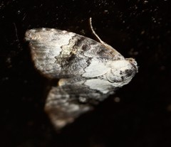 Acatapaustus leucospila