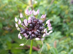 Allium macrostemon