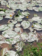 Nuphar lutea