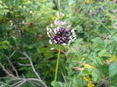 Allium macrostemon
