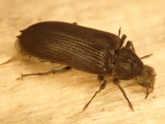 Potamophilus acuminatus