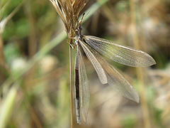 Creoleon lugdunensis