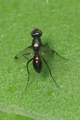 Sepsis fulgens