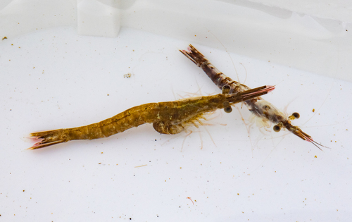 Chameleon Shrimp, photo 9 of 9