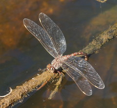 Austroaeschna unicornis