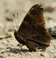 Aglais io