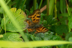 Polygonia c-album