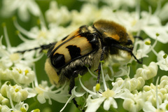 Trichius fasciatus
