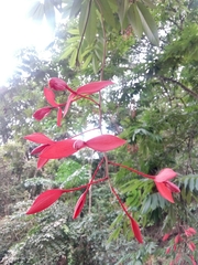 Amherstia nobilis