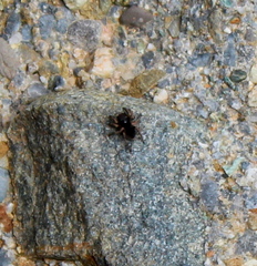 Chalcoscirtus infimus