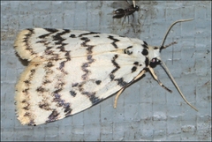 Hectobrocha pentacyma