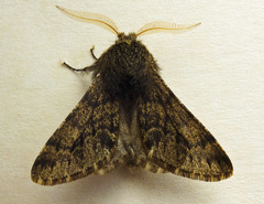 Apocheima hispidaria