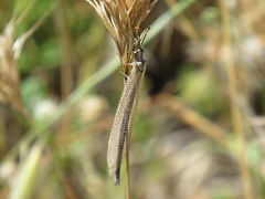 Creoleon lugdunensis