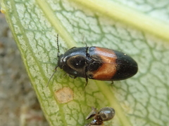 Drapetes mordelloides