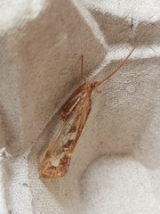 Limnephilus marmoratus